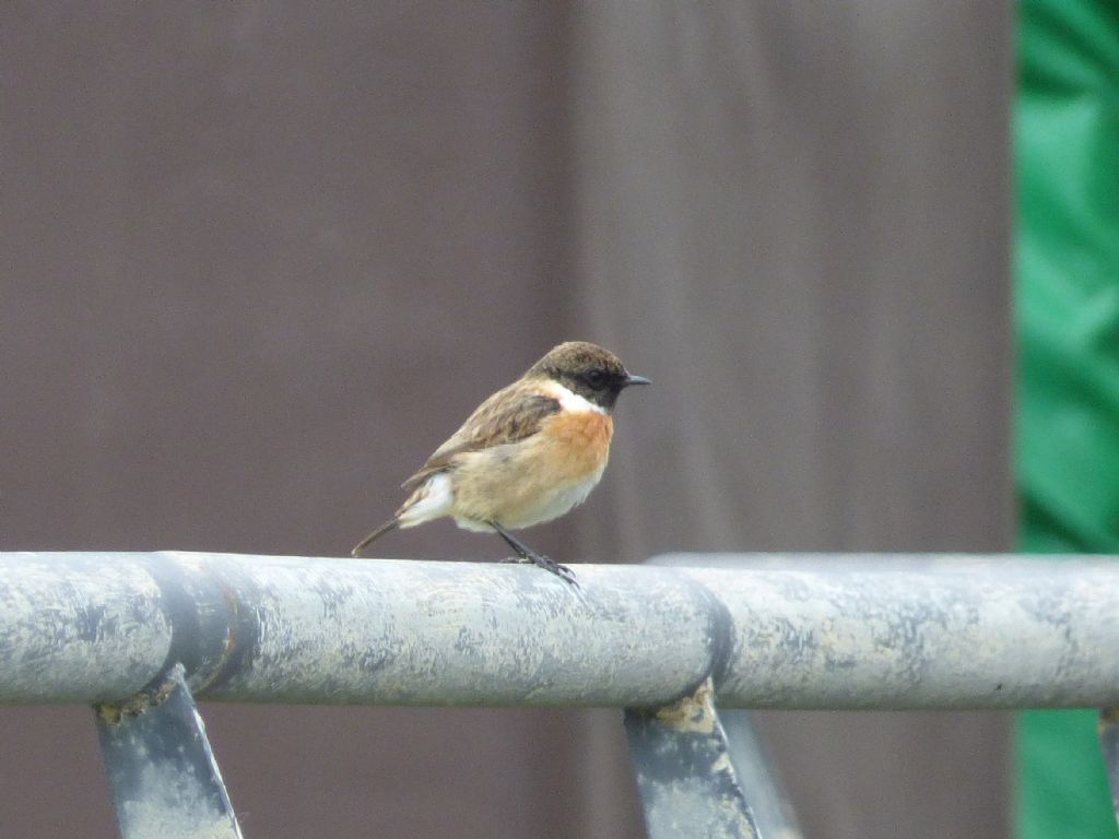 Cinque giorni ad Arenzano (GE): Saltimpali